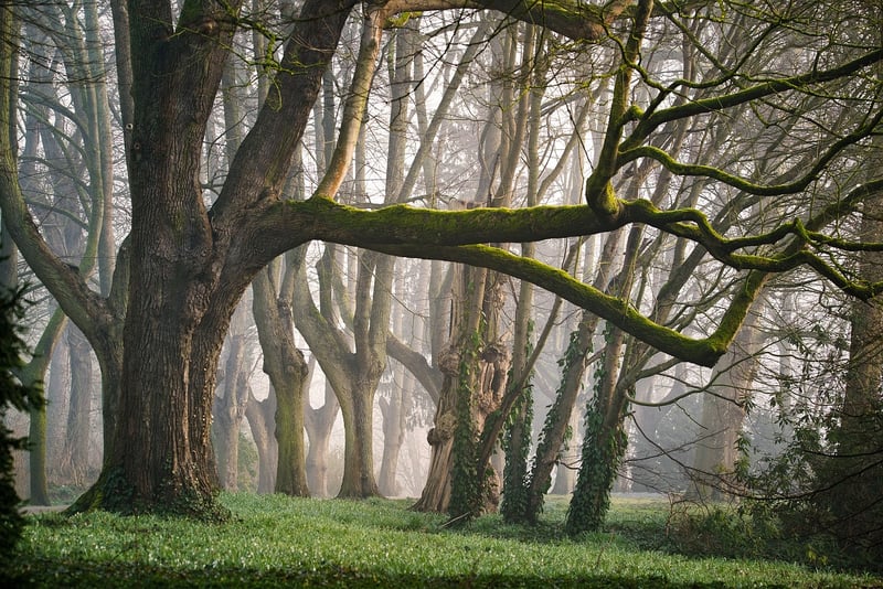 Fairy Lights in Forest